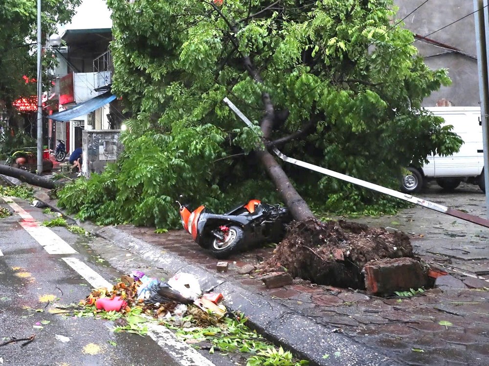Thấy gì từ việc hàng nghìn cây xanh ở Hà Nội bị bão số 3 quật đổ? - ảnh 2
