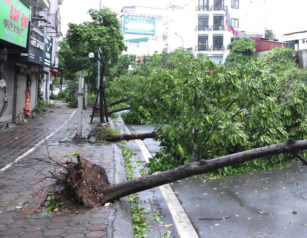 Thấy gì từ việc hàng nghìn cây xanh ở Hà Nội bị bão số 3 quật đổ? - ảnh 1
