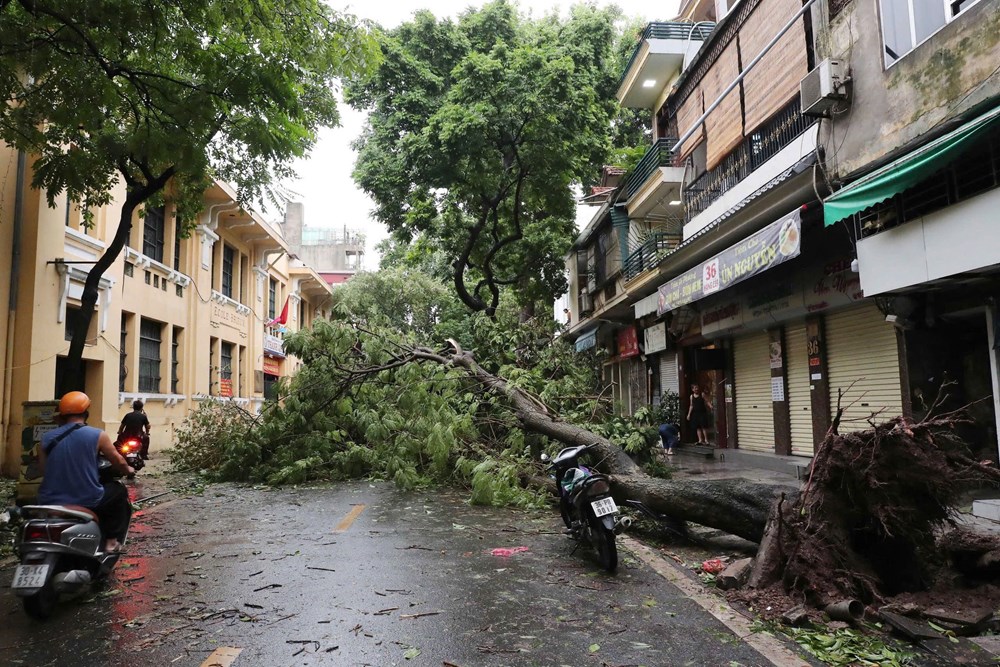 Thấy gì từ việc hàng nghìn cây xanh ở Hà Nội bị bão số 3 quật đổ? - ảnh 7