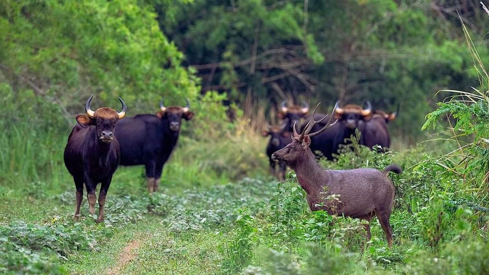 Việt Nam có 3 Công viên Di sản ASEAN mới - ảnh 3