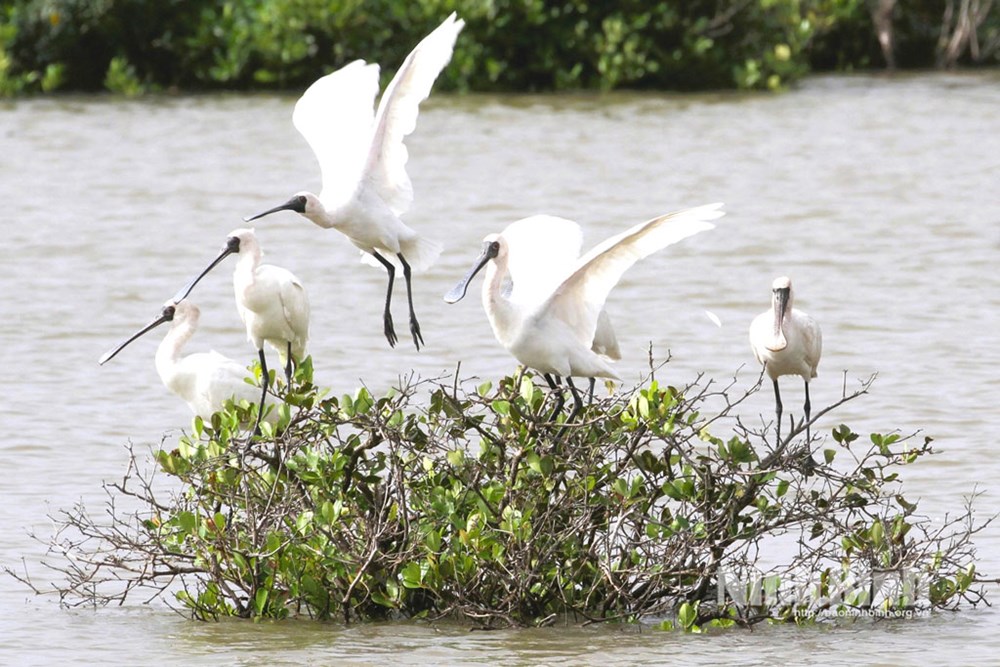 Vườn Quốc gia Xuân Thủy đón nhận danh hiệu Vườn di sản ASEAN - ảnh 3
