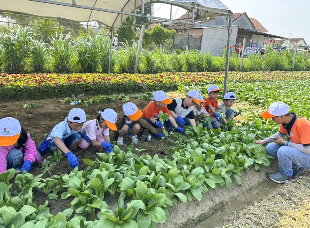 Làng rau hàng trăm năm tuổi nằm cạnh Sông Kôn phát triển du lịch cộng đồng - ảnh 1