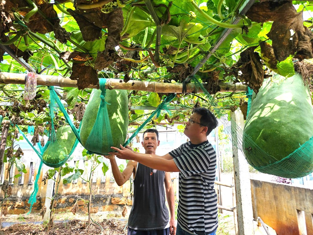 Về Xứ Nẫu, trải nghiệm làng bí đao khổng lồ - ảnh 1