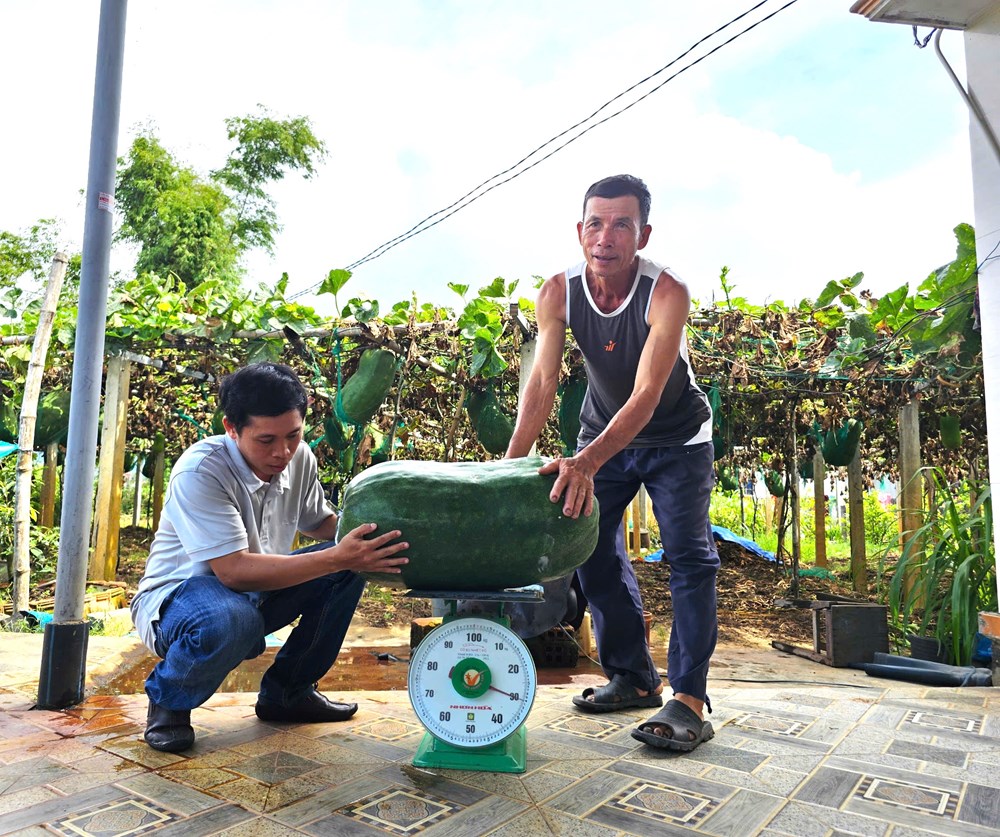 Về Xứ Nẫu, trải nghiệm làng bí đao khổng lồ - ảnh 4