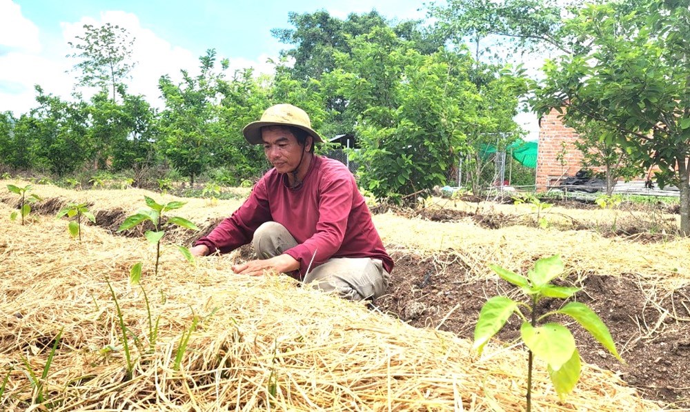 “Ông chủ nhãn triệu phú” ở vùng đất đỏ khô cằn - ảnh 2