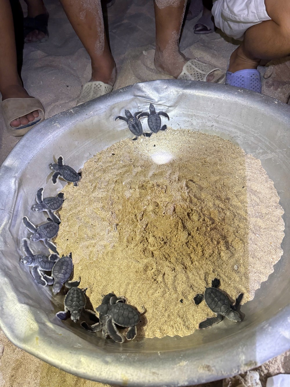 Thả 11 cá thể rùa vừa “chào đời” về môi trường biển tự nhiên - ảnh 2