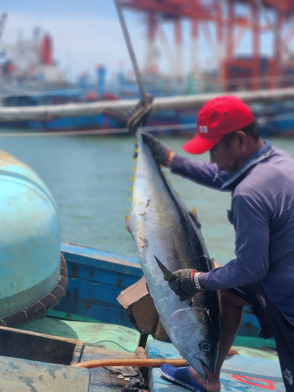 Đưa thương hiệu cá ngừ đại dương Gia Lai vươn tầm thế giới - ảnh 1