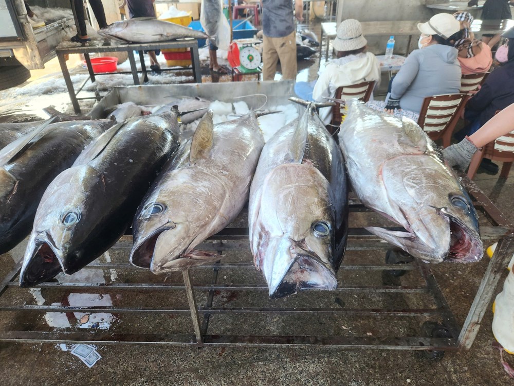 Đưa thương hiệu cá ngừ đại dương Gia Lai vươn tầm thế giới - ảnh 3