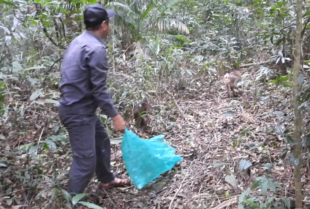 Gia Lai thả 8 cá thể động vật rừng quý hiếm về môi trường tự nhiên - ảnh 3