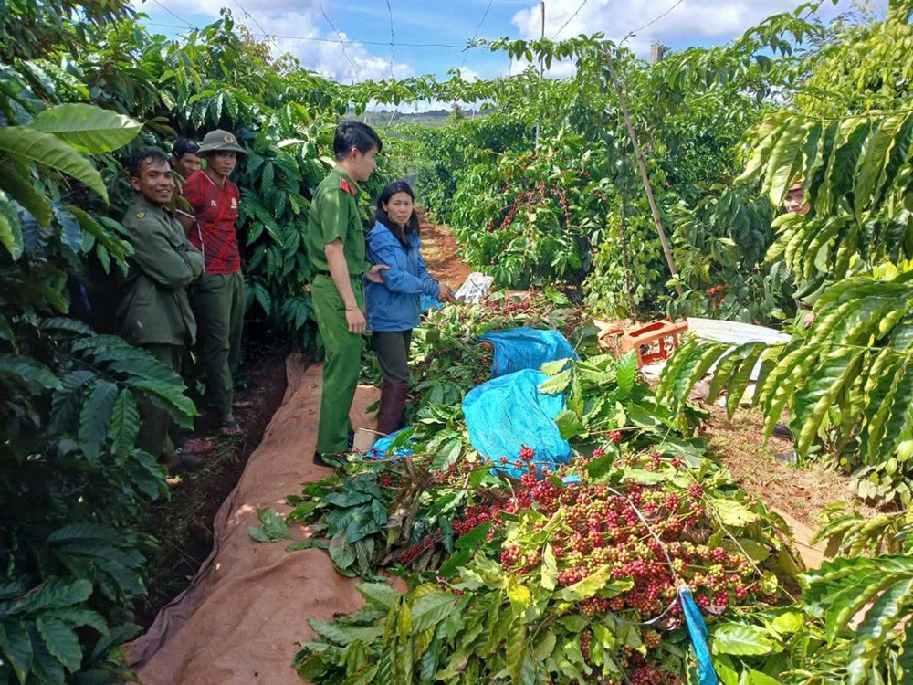 Một phụ nữ bị bắt quả tang vì trộm cắp cà phê - ảnh 1