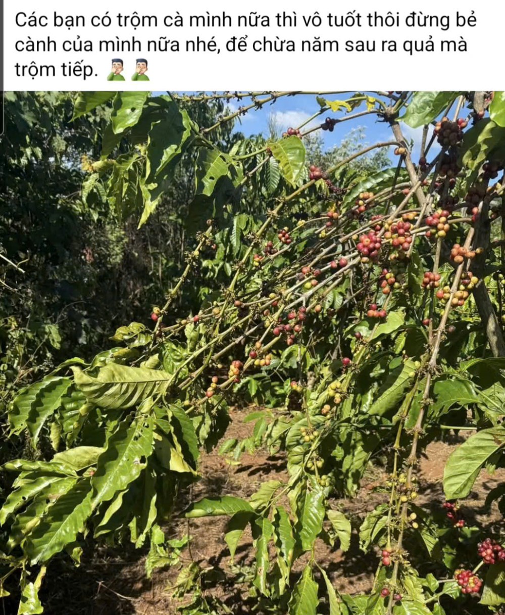 Một phụ nữ bị bắt quả tang vì trộm cắp cà phê - ảnh 2