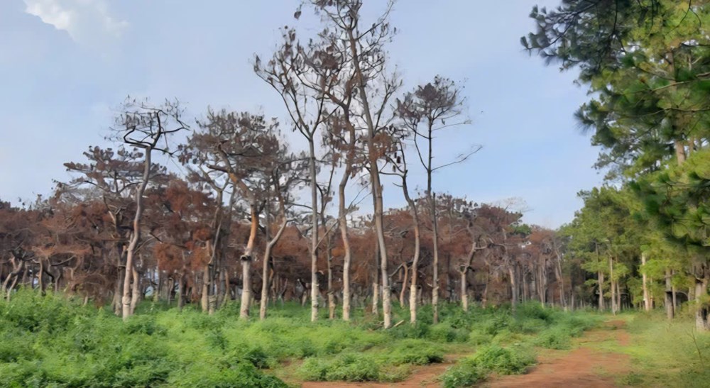 Gia Lai chấp nhận chủ trương đầu tư dự án Sân golf Đak Đoa - ảnh 3