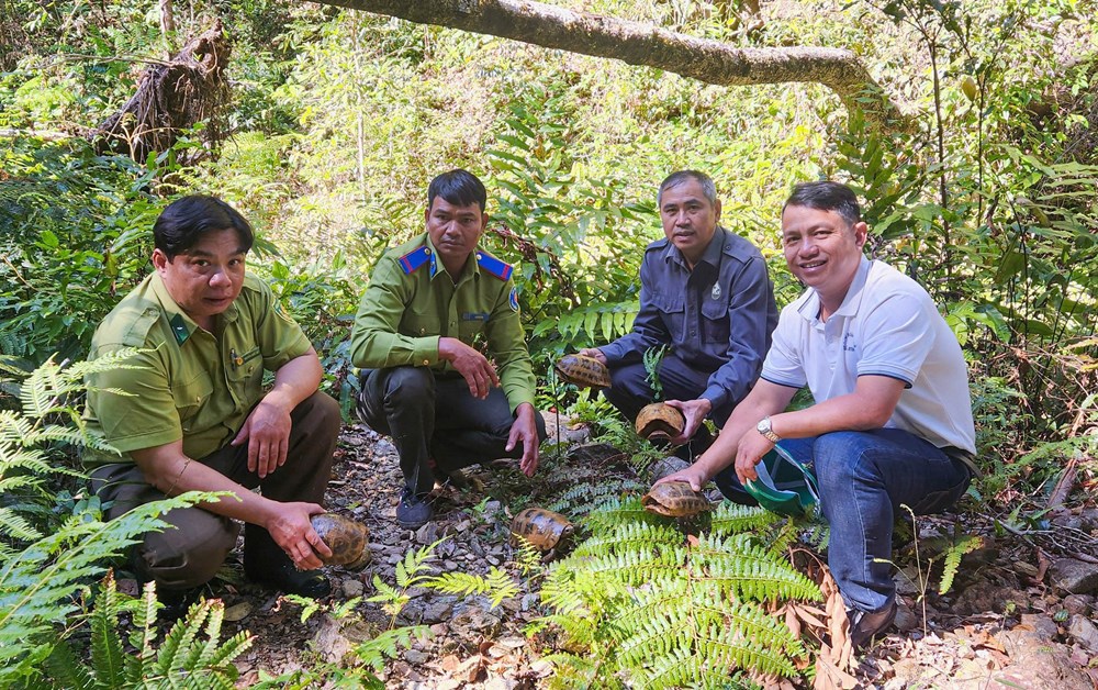 Gia Lai thả tê tê, rùa núi vàng quý hiếm về môi trường tự nhiên - ảnh 1