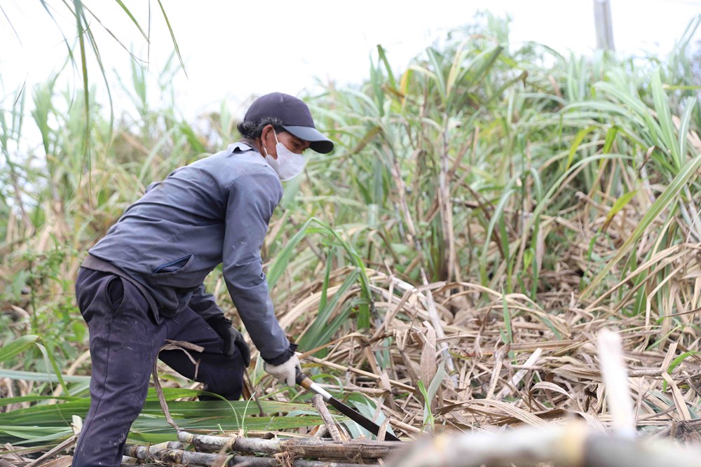 Những vụ mía ngọt trên vùng đất khô cằn Đông Trường Sơn - ảnh 2