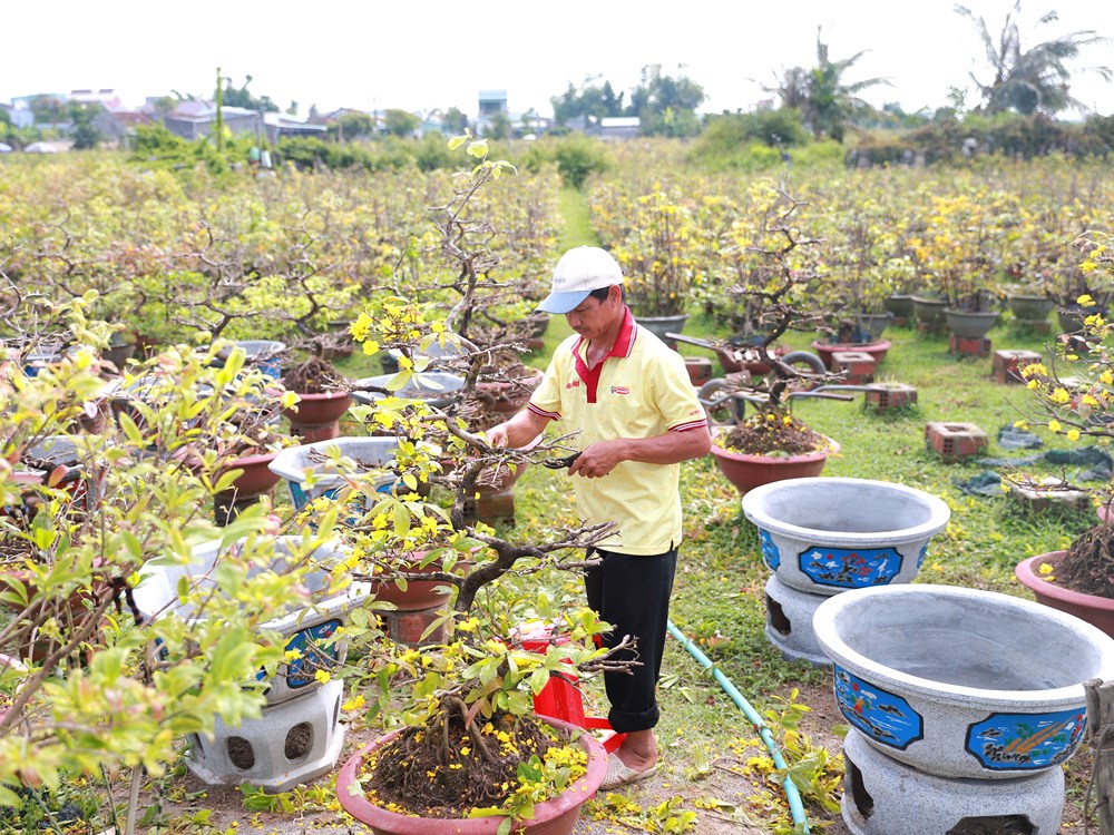 Nhà vườn tất bật “phẫu thuật” cho cây mai sau Tết - ảnh 1
