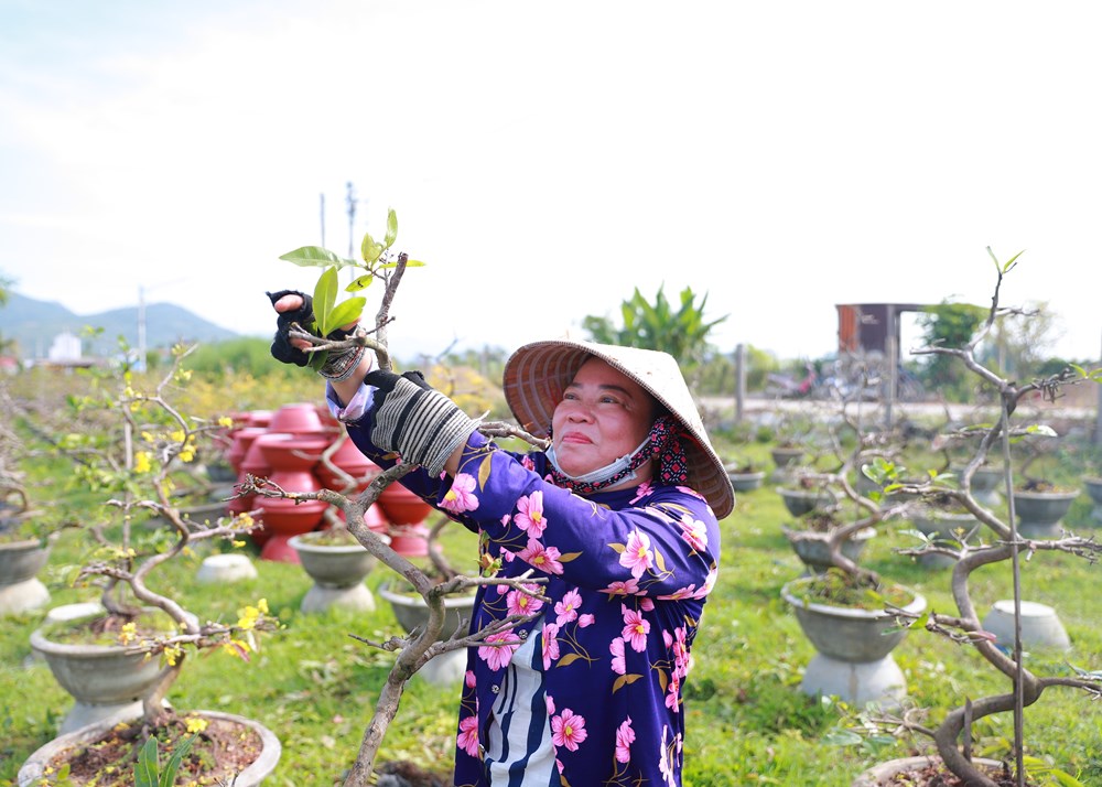 Nhà vườn tất bật “phẫu thuật” cho cây mai sau Tết - ảnh 2