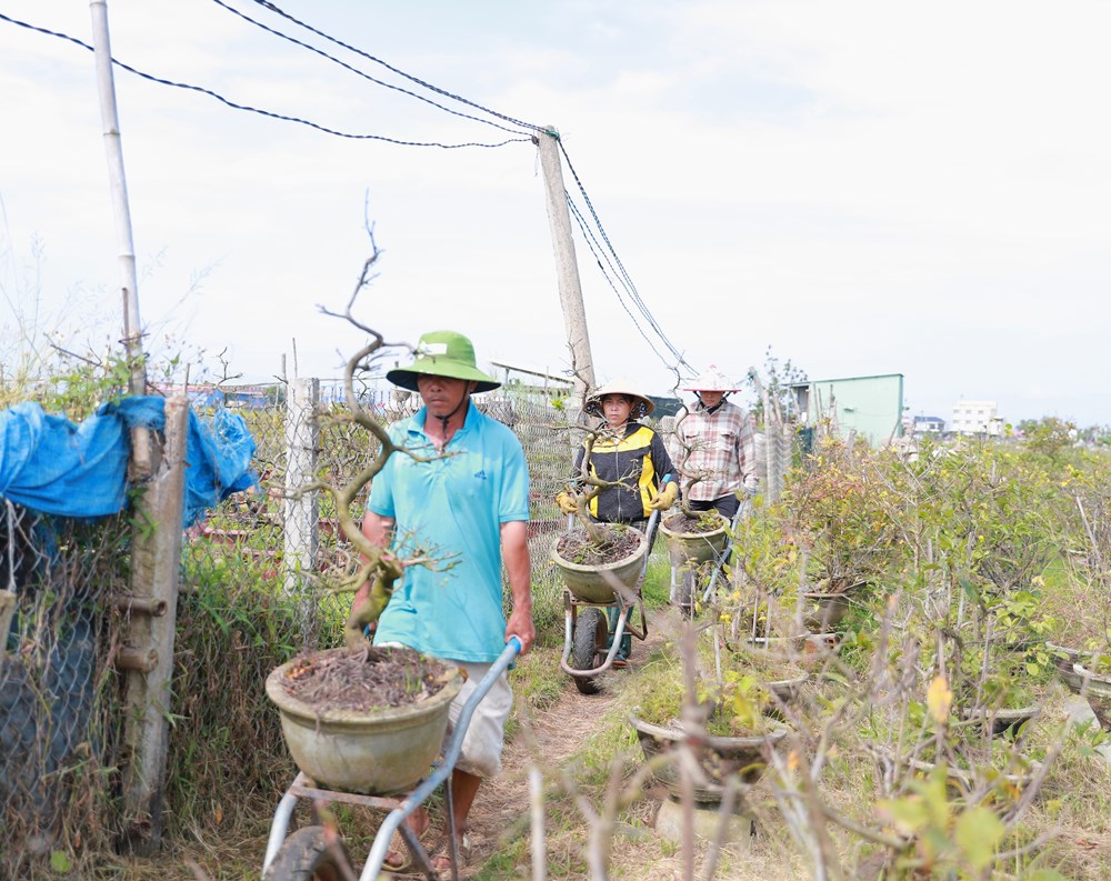 Nhà vườn tất bật “phẫu thuật” cho cây mai sau Tết - ảnh 3