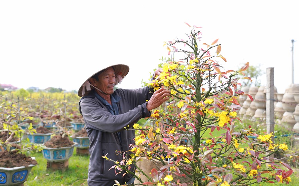 Nhà vườn tất bật “phẫu thuật” cho cây mai sau Tết - ảnh 5