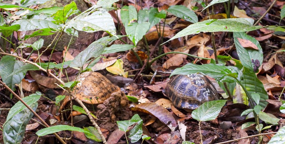 Vườn quốc gia Kon Ka Kinh: Thả 17 cá thể động vật rừng về môi trường tự nhiên - ảnh 2
