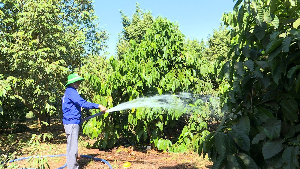Mùa tưới cà phê, nông dân gặp khó vì quy định bán xăng dầu - ảnh 1