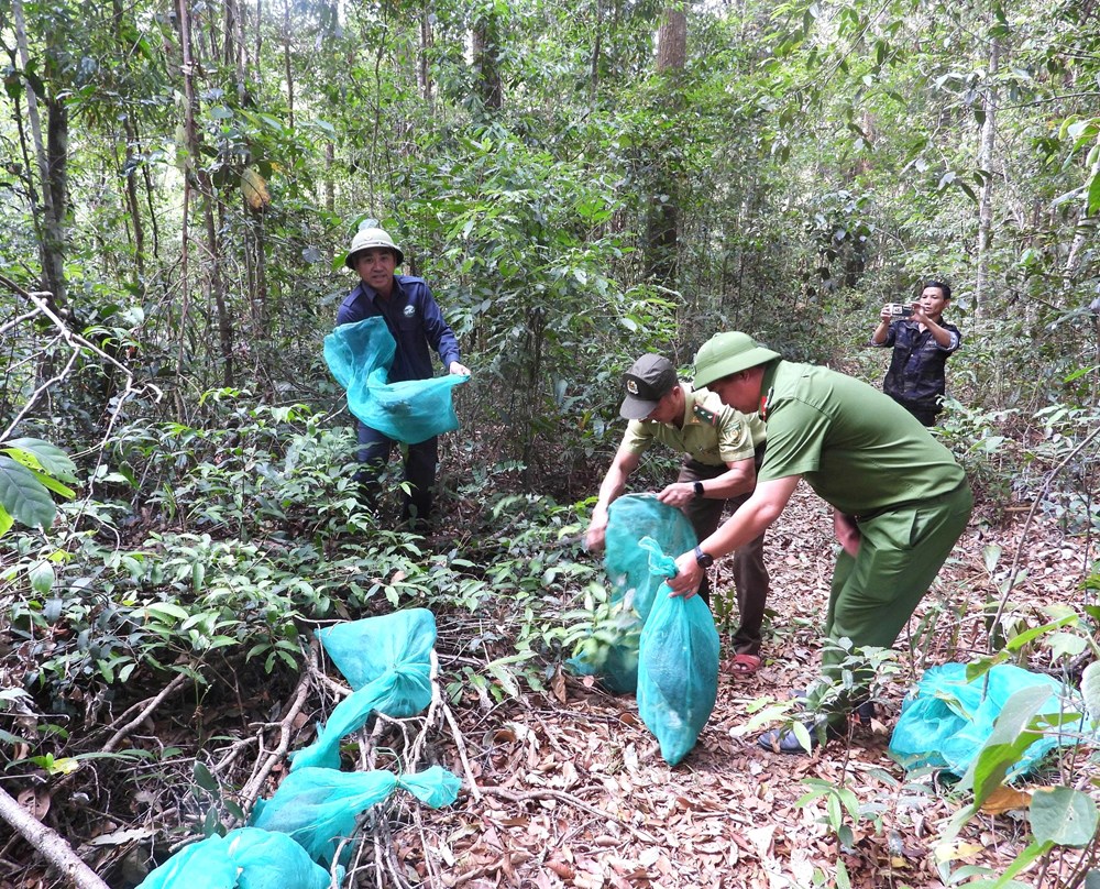 Thả động vật quý hiếm về môi trường tự nhiên sau thời gian cứu hộ - ảnh 1