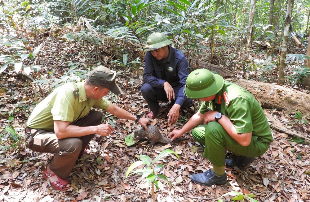Thả động vật quý hiếm về môi trường tự nhiên sau thời gian cứu hộ - ảnh 2