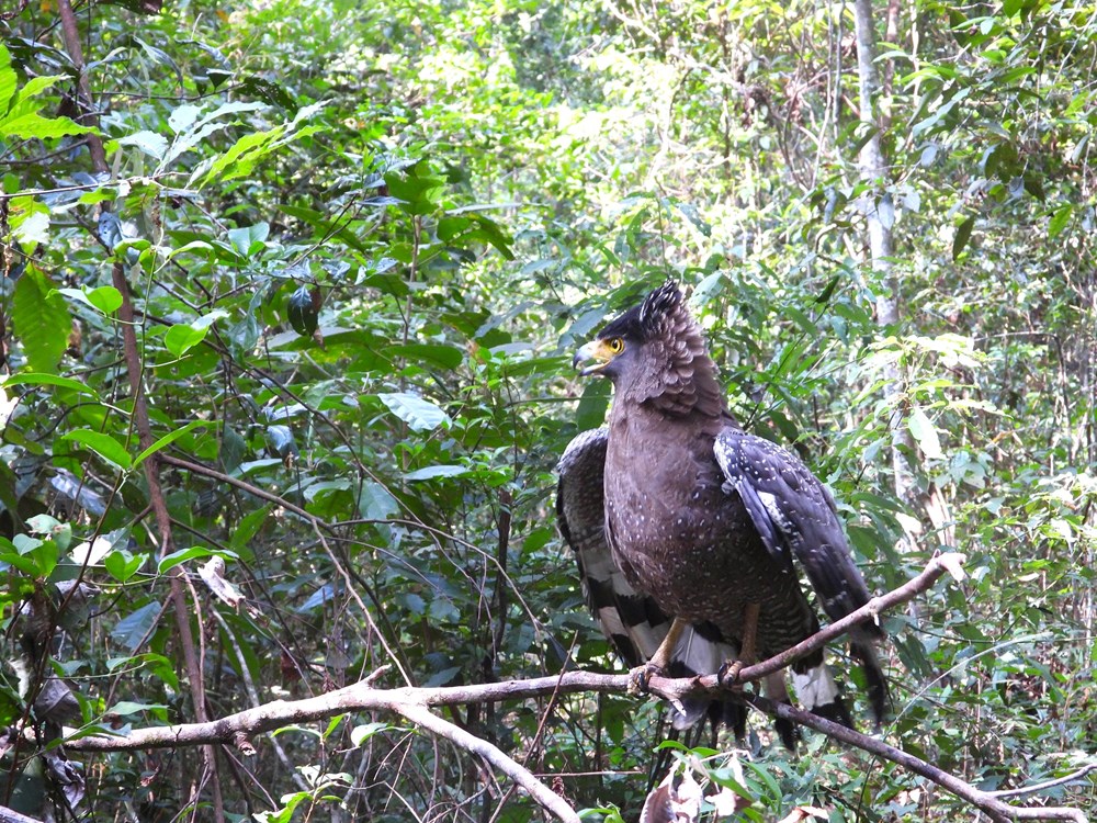 Thả động vật quý hiếm về môi trường tự nhiên sau thời gian cứu hộ - ảnh 3