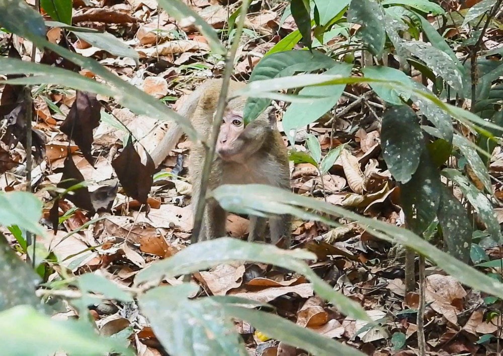Thả động vật quý hiếm về môi trường tự nhiên sau thời gian cứu hộ - ảnh 4