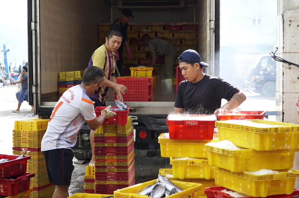 Vượt khó bài toán giá nhiên liệu, ngư dân Gia Lai quyết tâm bám ngư trường - ảnh 2