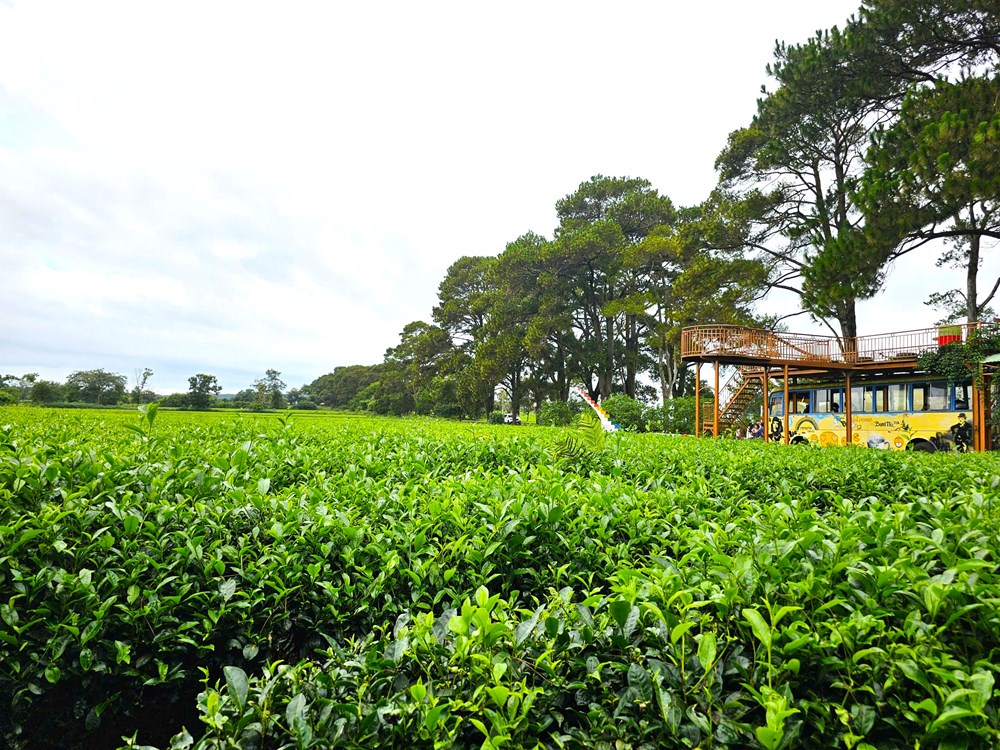 Gia Lai: Giữ nguyên hơn 62ha chè ở Biển Hồ để tạo cảnh quan đặc trưng gắn với du lịch - ảnh 1