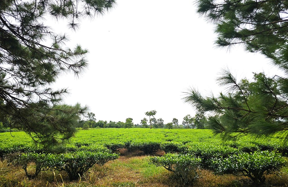 Gia Lai: Giữ nguyên hơn 62ha chè ở Biển Hồ để tạo cảnh quan đặc trưng gắn với du lịch - ảnh 2