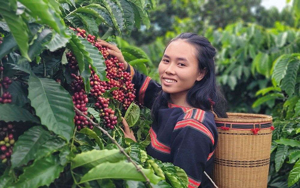 Nông sản Việt: Từ trang trại lên bàn ăn thế giới - ảnh 4