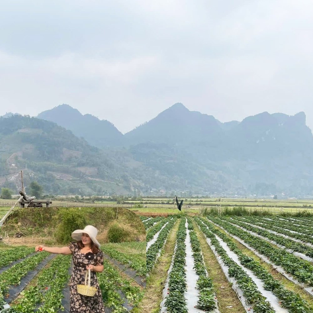 Nam Cường đang hút khách với bàn tay Tài Ngào và vườn dâu Cọn Poỏng - ảnh 4