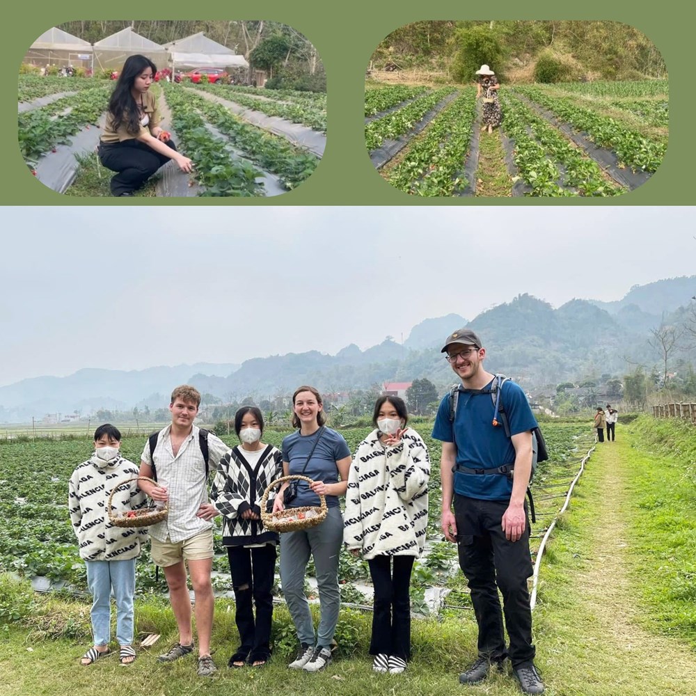 Nam Cường đang hút khách với bàn tay Tài Ngào và vườn dâu Cọn Poỏng - ảnh 2