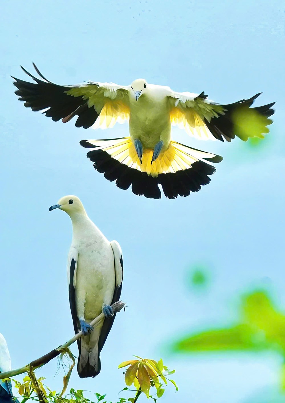 Cùng lữ khách Đỗ Doãn Hoàng đi tìm những “mảng màu rực rỡ biết bay” - ảnh 8