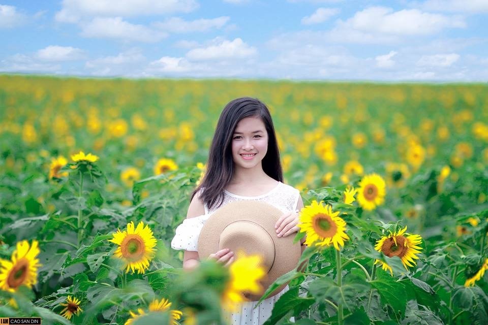 Cánh đồng hoa hướng dương Nghệ An sắp mở cửa đón khách tham quan tự do - ảnh 3