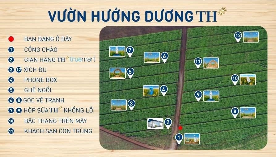 Cánh đồng hoa hướng dương Nghệ An sắp mở cửa đón khách tham quan tự do - ảnh 2