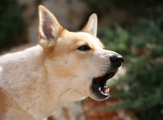 Trách nhiệm pháp lý của chủ nuôi đến đâu? - ảnh 2