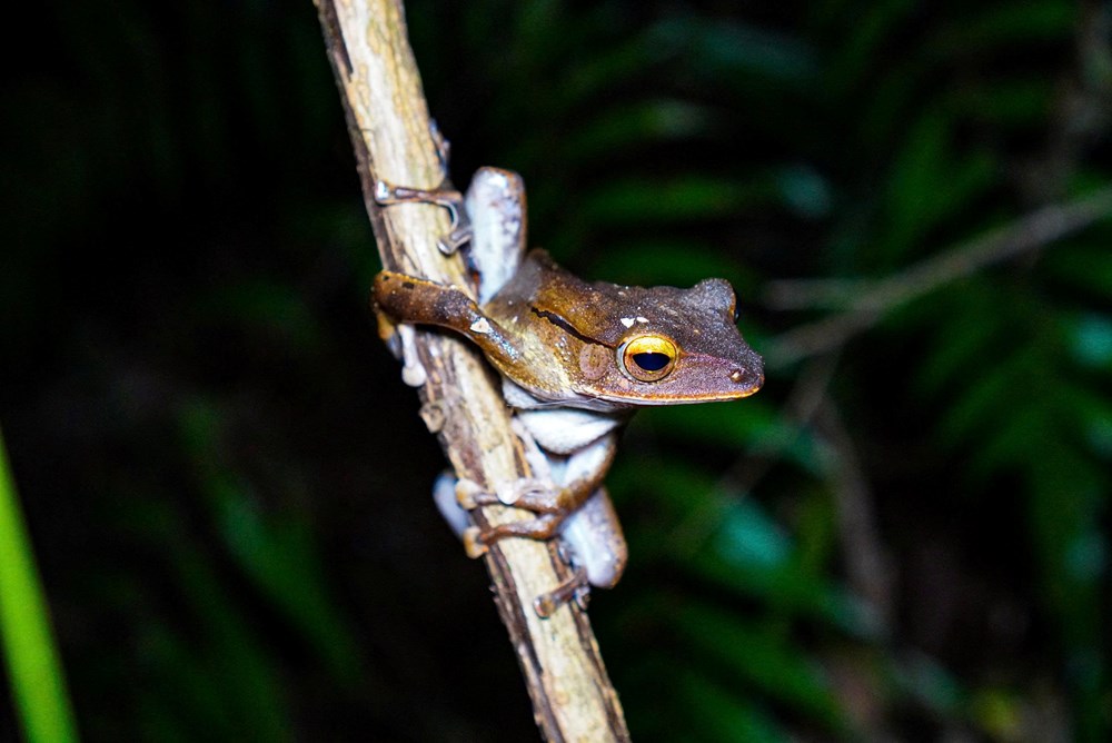 Khám phá động vật hoang dã về đêm: trải nghiệm độc đáo tại Phong Nha - Kẻ Bàng - ảnh 2