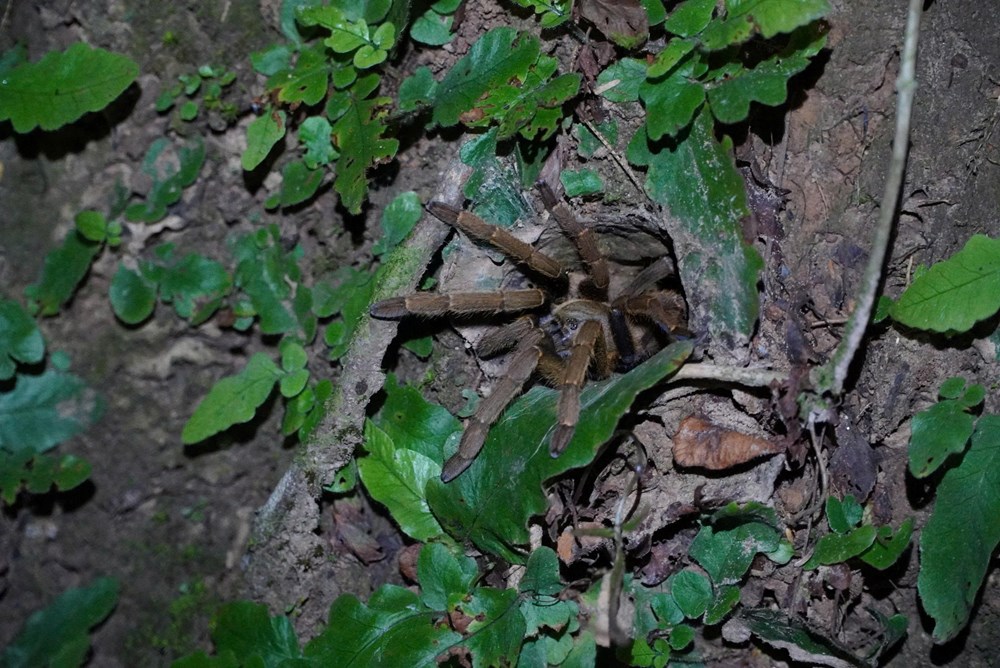 Khám phá động vật hoang dã về đêm: trải nghiệm độc đáo tại Phong Nha - Kẻ Bàng - ảnh 4