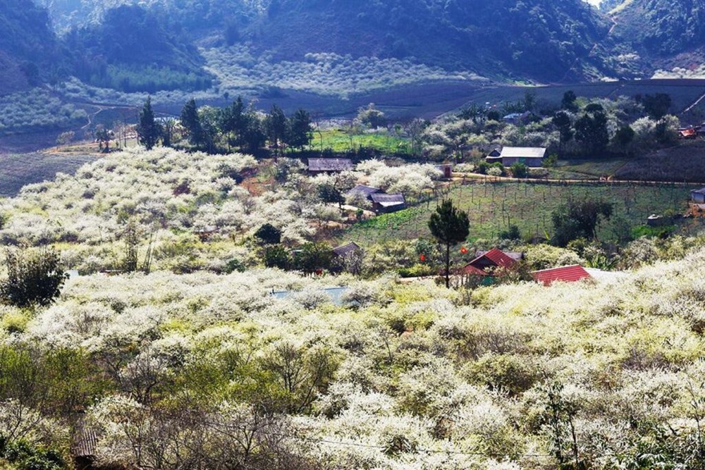 Mùa xuân Mộc Châu không chỉ có hoa mận nở… - ảnh 2
