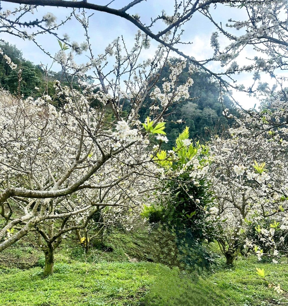 Mùa xuân Mộc Châu không chỉ có hoa mận nở… - ảnh 7