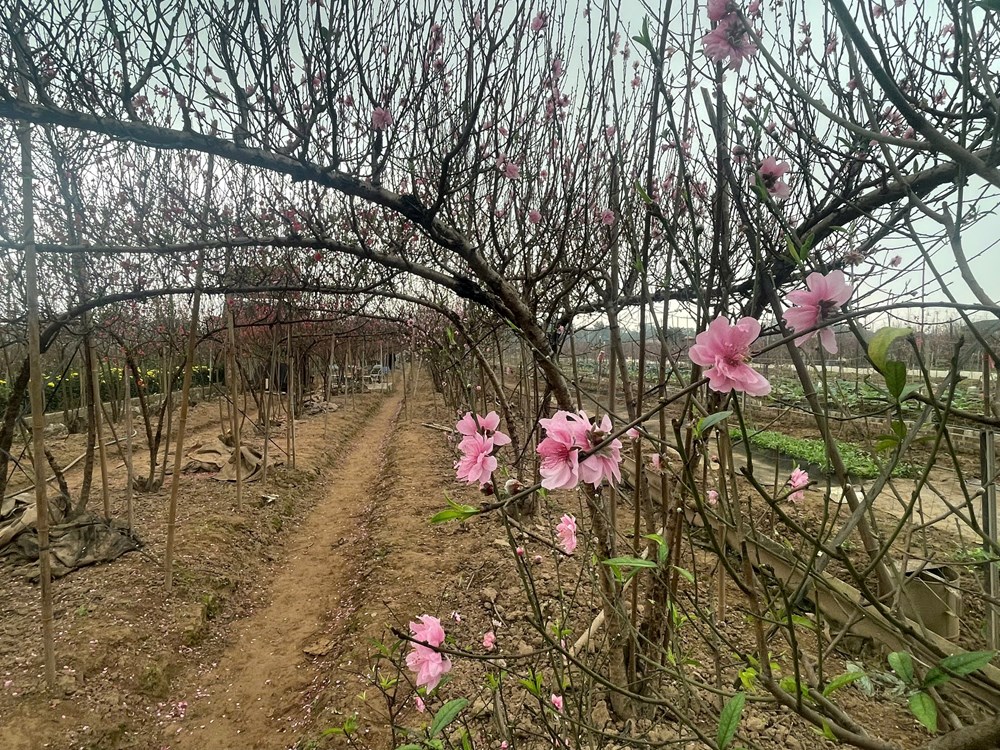 Nghề trồng đào Nhật Tân, di sản văn hóa sống giữa lòng Hà Nội - ảnh 7