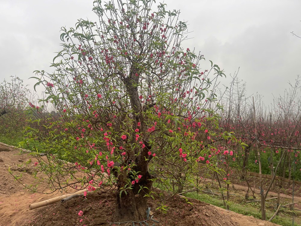 Nghề trồng đào Nhật Tân, di sản văn hóa sống giữa lòng Hà Nội - ảnh 4