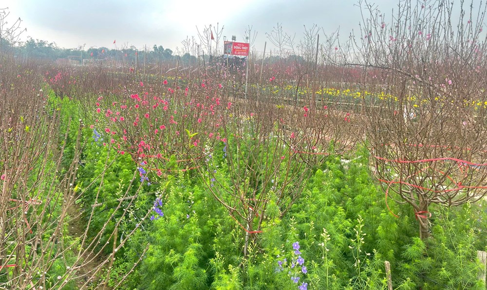 Nghề trồng đào Nhật Tân, di sản văn hóa sống giữa lòng Hà Nội - ảnh 1