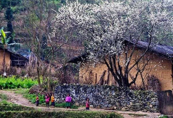 Khi sắc hoa xuân dẫn lối du lịch vùng cao - ảnh 3