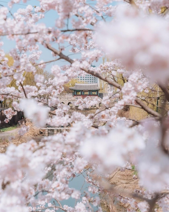 Từ Việt Nam ra châu Á: Theo hành trình sắc xuân - ảnh 4