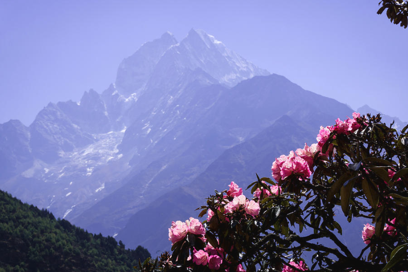 Từ Việt Nam ra châu Á: Theo hành trình sắc xuân - ảnh 6