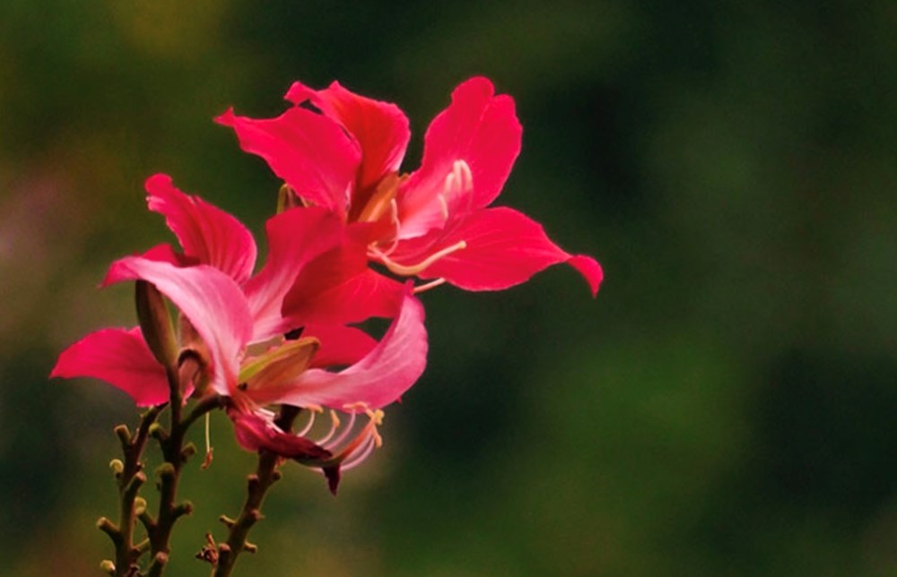 Khi sắc hoa xuân dẫn lối du lịch vùng cao - ảnh 5