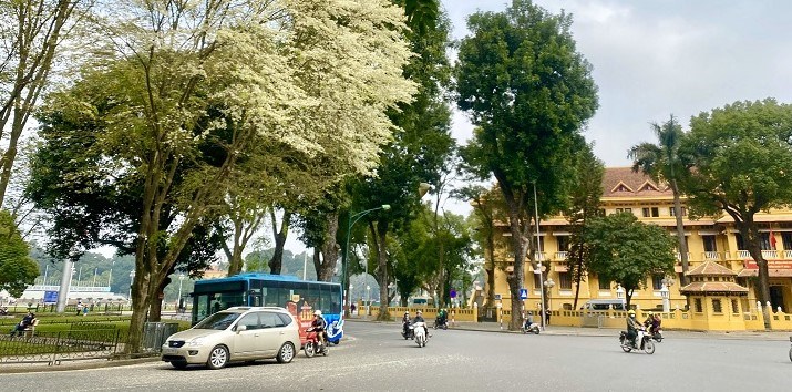 Hoa sưa nở trắng trời Hà Nội: Các cung đường “hút” người check-in - ảnh 5